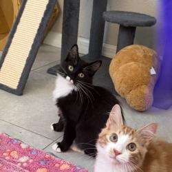 Shelter Stray Male Cat last seen , 8020 Washington St, Port Richey, FL 34668, USA