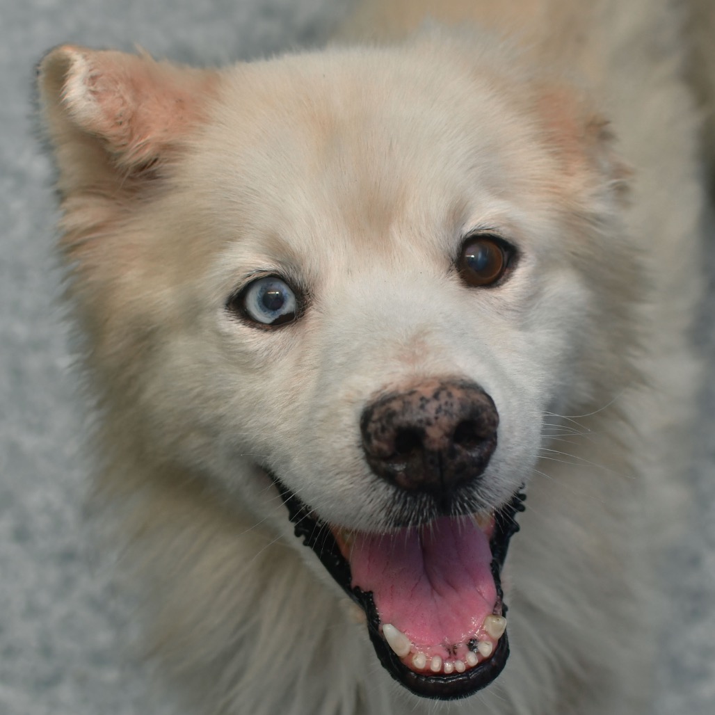 Shelter Stray Male Dog last seen , 3173 K-68 Hwy, Ottawa, KS 66067, USA