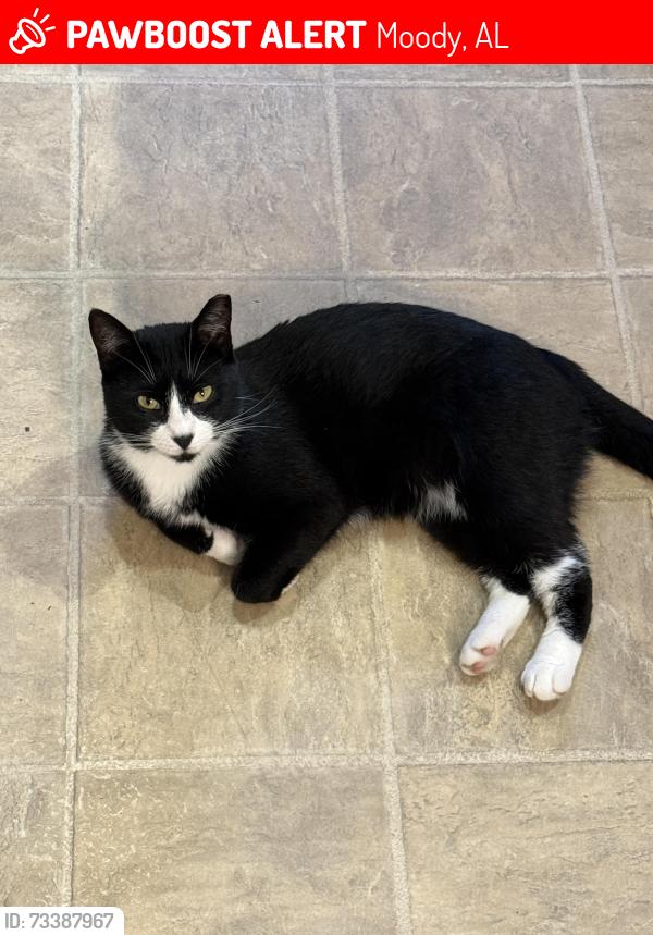 Lost Female Cat last seen Lexington Drive and Joey Adkins Drive, Moody, AL 35004