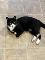Lost Female Cat last seen Lexington Drive and Joey Adkins Drive, Moody, AL 35004