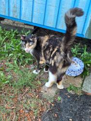 Found/Stray Female Cat last seen Manly street, High Point, NC 27260