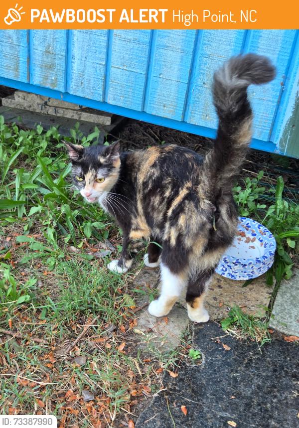 Found/Stray Female Cat last seen Manly street, High Point, NC 27260