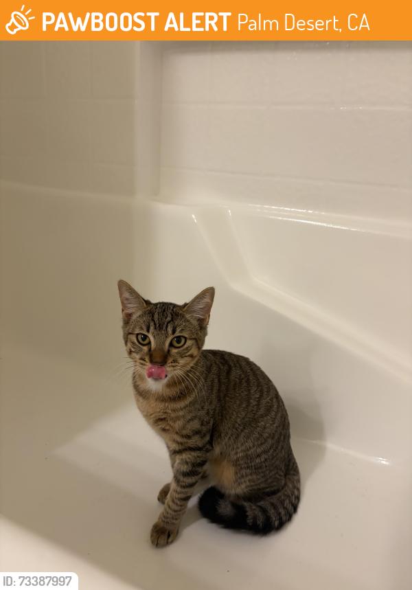 Found/Stray Female Cat last seen Monterey and Country Club, Palm Desert, CA 92260