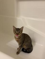 Found/Stray Female Cat last seen Monterey and Country Club, Palm Desert, CA 92260