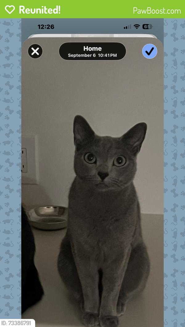 Reunited Male Cat last seen 19th st and Montana ave, Los Angeles County, CA 90049