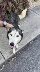 Found/Stray Female Dog last seen Lively and Hunt, Alcoa, TN 37701