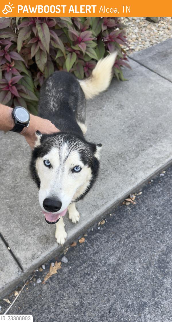 Found/Stray Female Dog last seen Lively and Hunt, Alcoa, TN 37701