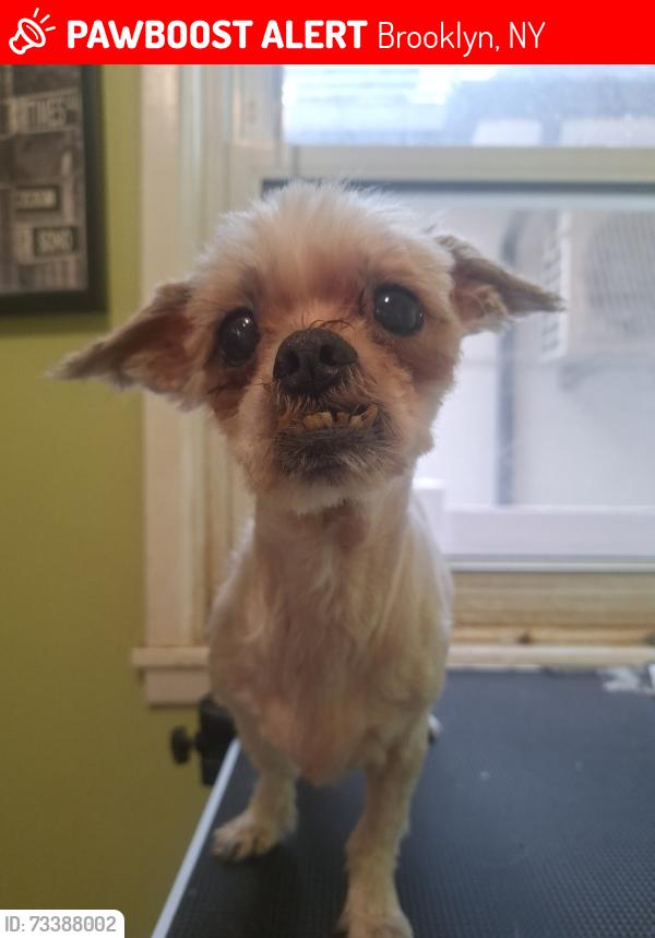 Lost Female Dog last seen 67st and 20th Ave, Brooklyn, NY 11204