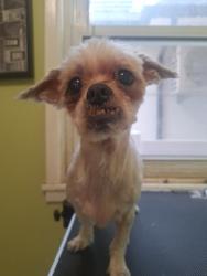 Lost Female Dog last seen 67st and 20th Ave, Brooklyn, NY 11204