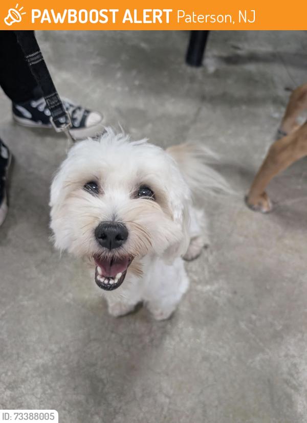 Found/Stray Male Dog last seen Hacienda campos, Paterson, NJ 07505