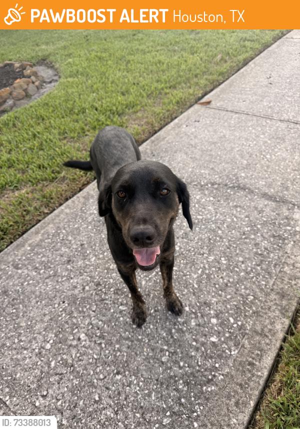 Found/Stray Female Dog last seen Darrah and alaman dr, Houston, TX 77090