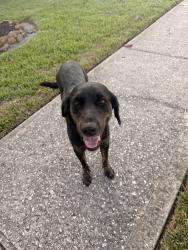 Found/Stray Female Dog last seen Darrah and alaman dr, Houston, TX 77090