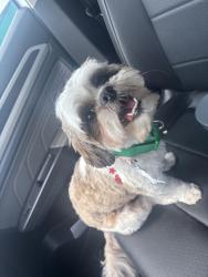 Lost Male Dog last seen Guilford rd, Rockford, IL 61107