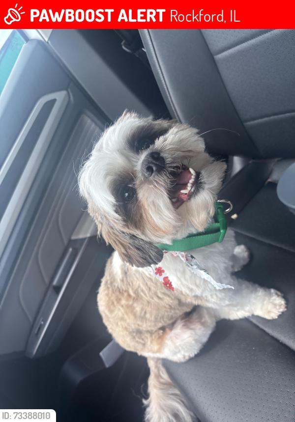 Lost Male Dog last seen Guilford rd, Rockford, IL 61107