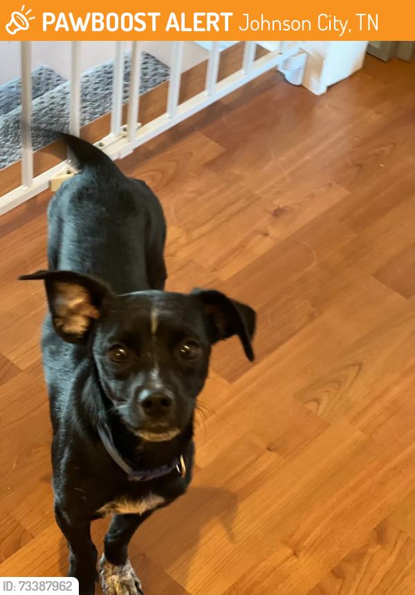 Found/Stray Male Dog last seen Lone Oak and Boles drive, Johnson City TN, Johnson City, TN 37604