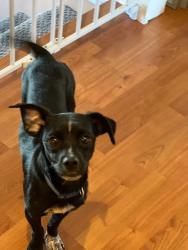 Found/Stray Male Dog last seen Lone Oak and Boles drive, Johnson City TN, Johnson City, TN 37604
