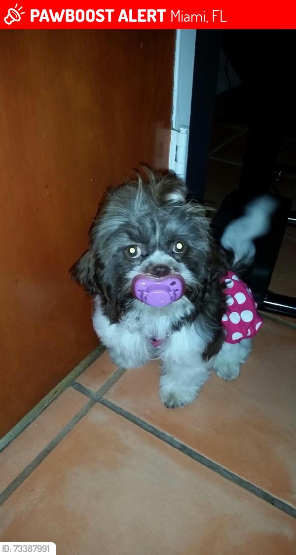 Lost Female Dog last seen Near SW 68TH ST, Miami, FL 33183