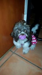 Lost Female Dog last seen Near SW 68TH ST, Miami, FL 33183