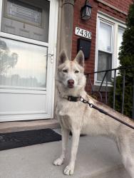 Reunited Unknown Dog last seen 74th and Bennett, Chicago, IL 60649