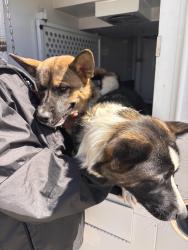 Reunited Unknown Dog last seen Mission Road, Near San Gabriel Mission, San Gabriel, CA 91776