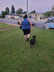 Reunited Male Dog last seen Azusa blvd and temple st. At the church, Los Angeles County, CA 91722