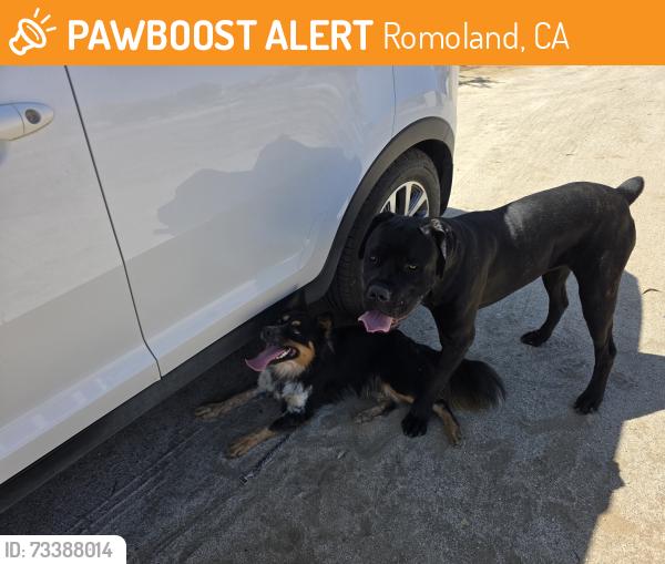 Found/Stray Male Dog last seen Rocky Peak Road and Mapes Road, Romoland, CA 92585