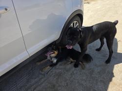Found/Stray Male Dog last seen Rocky Peak Road and Mapes Road, Romoland, CA 92585