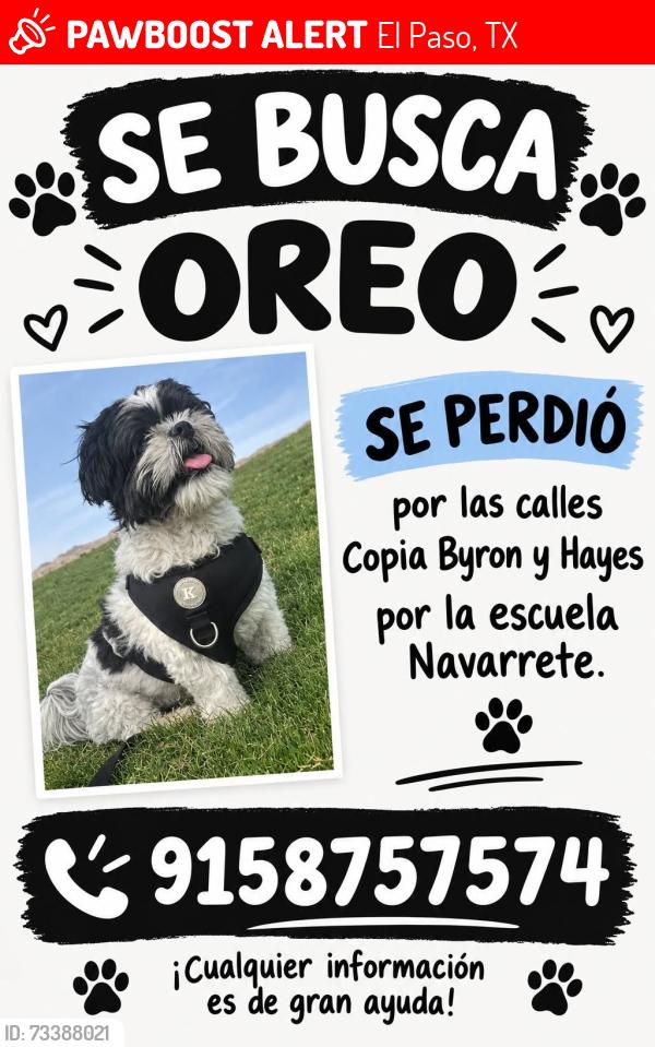 Lost Male Dog last seen Byron y copia, El Paso, TX 79930