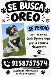 Lost Male Dog last seen Byron y copia, El Paso, TX 79930