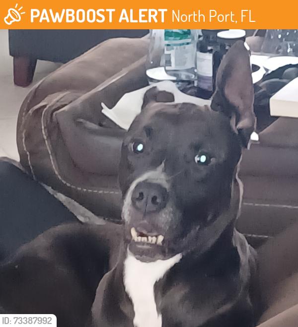 Found/Stray Male Dog last seen Chesebro Ave north Port 34287, North Port, FL 34287