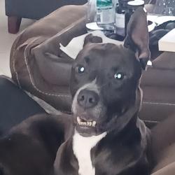 Found/Stray Male Dog last seen Chesebro Ave north Port 34287, North Port, FL 34287