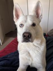 Found/Stray Male Dog last seen Verandas At Shavano, San Antonio, TX 78231