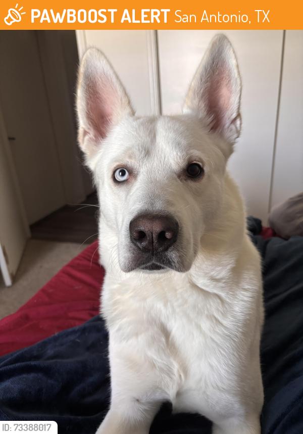 Found/Stray Male Dog last seen Verandas At Shavano, San Antonio, TX 78231