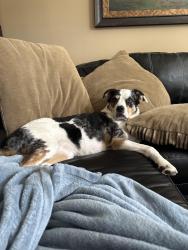 Reunited Female Dog last seen Near Izzo Lane - off of paw creek, Charlotte, NC 28214