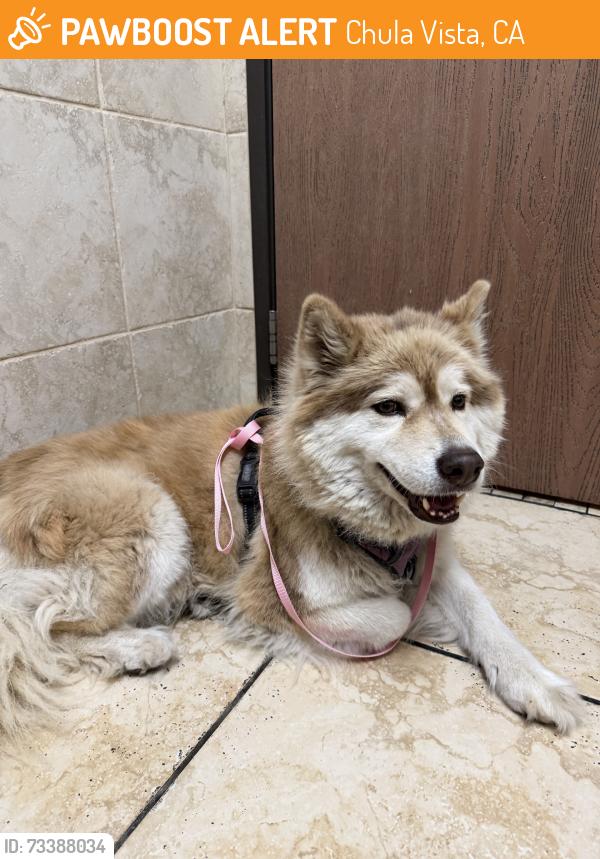 Found/Stray Female Dog last seen Near EastLake Elementary School, Chula Vista, CA 91913