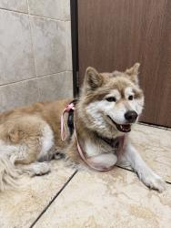 Found/Stray Female Dog last seen Near EastLake Elementary School, Chula Vista, CA 91913