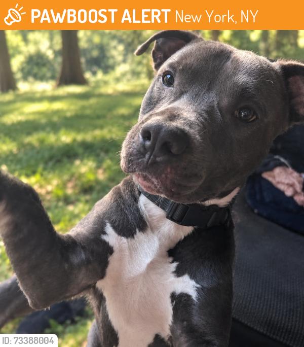 Found/Stray Male Dog last seen New york, New York, NY 10007