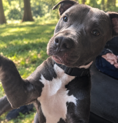 Found/Stray Male Dog last seen New york, New York, NY 10007