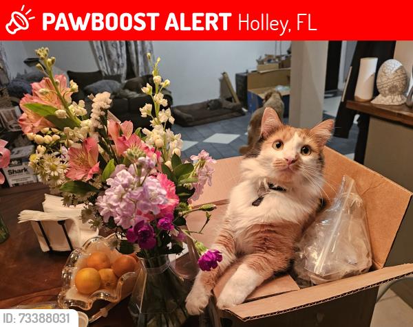 Lost Female Cat last seen Ginger ln., Holley, FL 32566