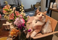 Lost Female Cat last seen Ginger ln., Holley, FL 32566