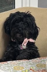 Reunited Female Dog last seen W beech rd, Sterling, VA 20164