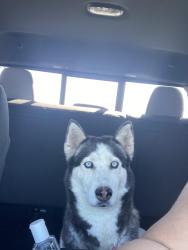 Found/Stray Female Dog last seen Revere and Alexander, North Las Vegas, NV 89032