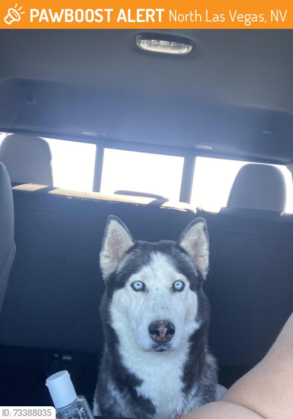 Found/Stray Female Dog last seen Revere and Alexander, North Las Vegas, NV 89032