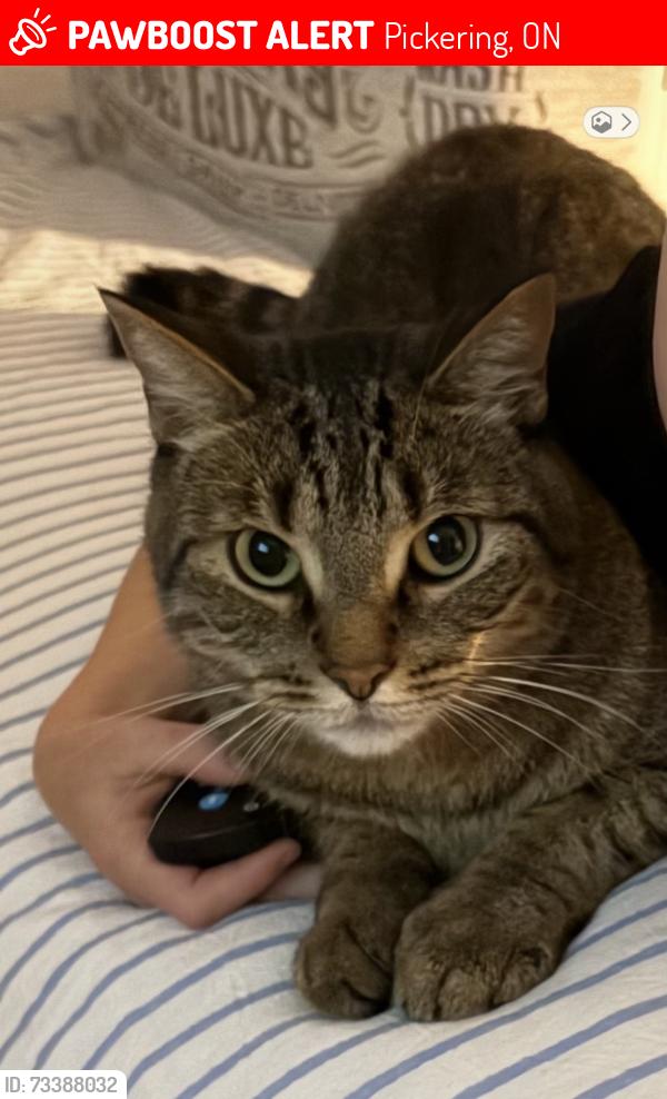 Lost Male Cat last seen Fairport & finch, Pickering, ON L1V 1H3