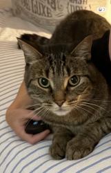 Lost Male Cat last seen Fairport & finch, Pickering, ON 