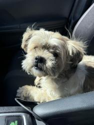 Found/Stray Female Dog last seen Smokeyhill and Piccadilly, Centennial, CO 80015