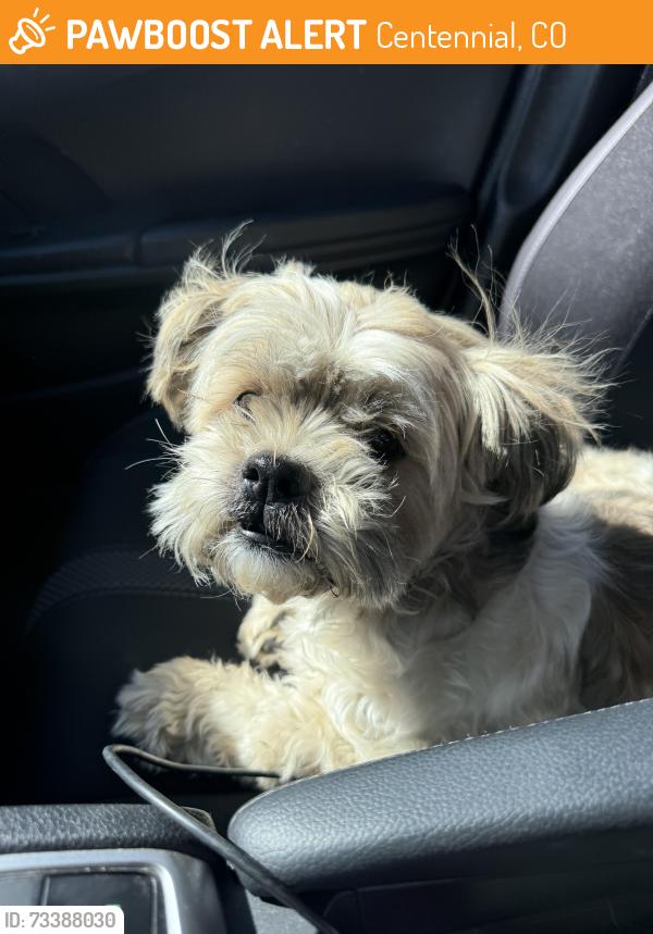 Found/Stray Female Dog last seen Smokeyhill and Piccadilly, Centennial, CO 80015