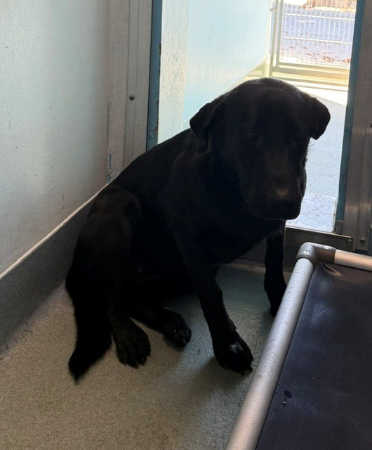 Shelter Stray Female Dog last seen , 4275 Elton St, Baldwin Park, CA 91706, USA