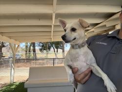 Shelter Stray Male Dog last seen , 31044 Charlie Canyon Rd, Castaic, CA 91384, USA