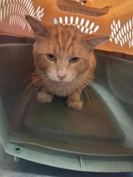 Shelter Stray Male Cat last seen BRADLEY ST BAKERSFIELD, 201 S Mt Vernon Ave, Bakersfield, CA 93307, USA